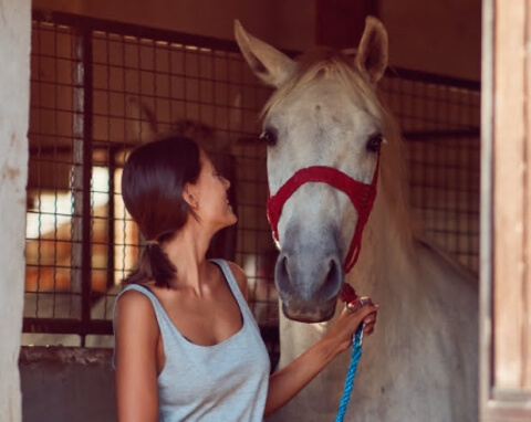 HorseAnalytics - Teaser - Lemberg Solutions